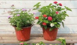 东营餐厅爆料事件视频最新,真相与争议交织