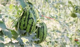 吃瓜国产网红,揭秘国产网红的吃瓜日常