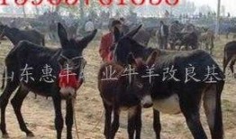 爆料大驴的视频大全集